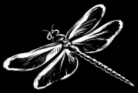 d-fly
